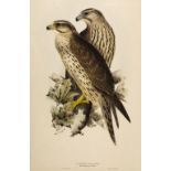 * Lear (Edward, 1812-1888). Lanner Falcon, 1832-7