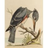 Edwards (George). A Natural History of Uncommon Birds, 2 volumes, 1743 or later