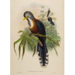 * Gould (John). Lepidogrammus Cumingi (Scale-Feathered Cuckoo), 1850-83