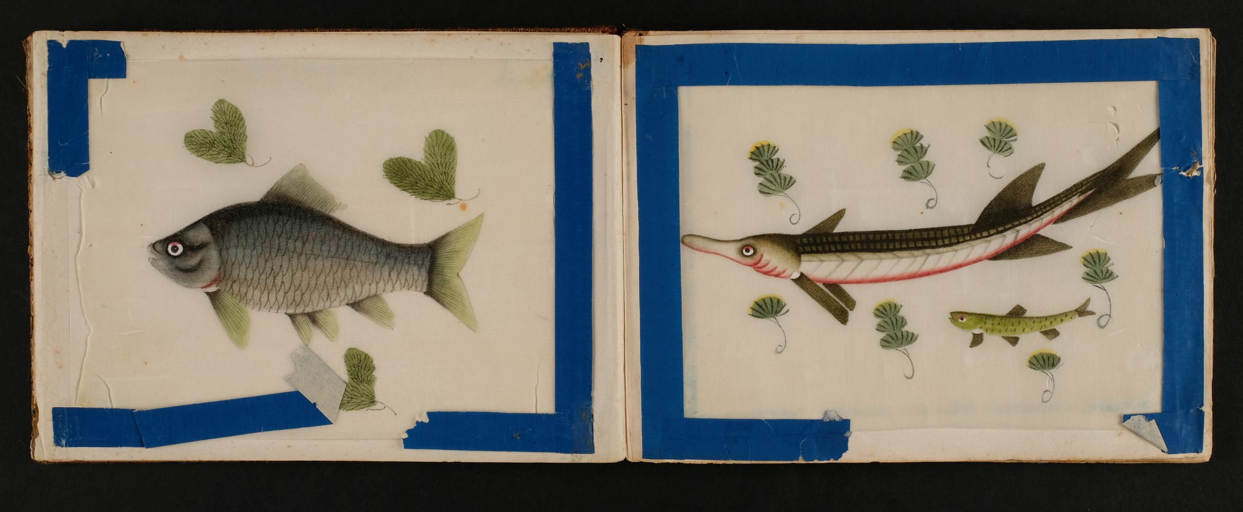 Chinese pith paintings. An album of twelve paintings of fish, circa 1850 - Image 5 of 5