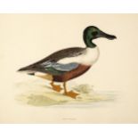 * Morris (Beverley R.). Twenty-five plates of ducks & geese, 1855 or later