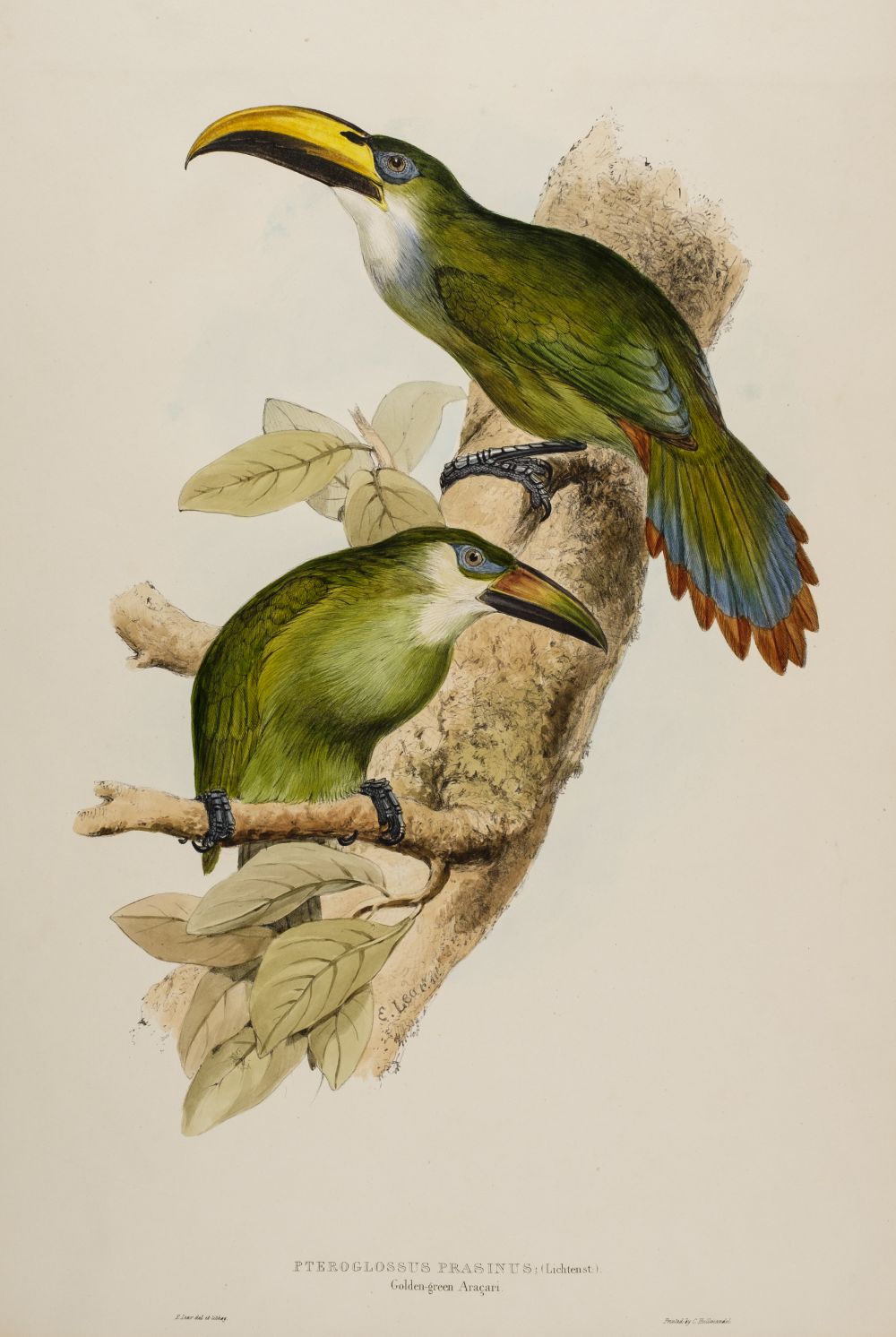 * Lear (Edward, 1812-1888). Pteroglossus Prasinus (Golden-Green Aracari), 1834