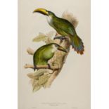 * Lear (Edward, 1812-1888). Pteroglossus Prasinus (Golden-Green Aracari), 1834