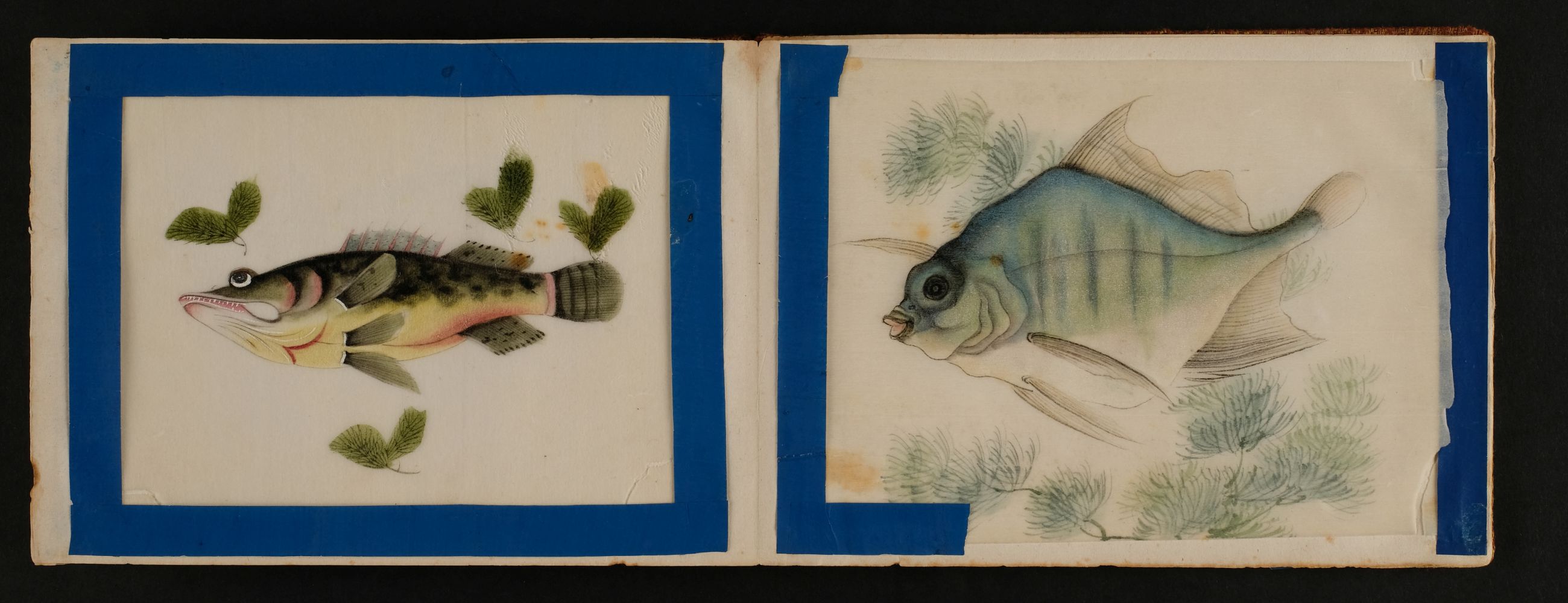 Chinese pith paintings. An album of twelve paintings of fish, circa 1850 - Image 2 of 5