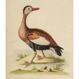Edwards (George). A Natural History of Uncommon Birds, parts 3 & 4 , 1750-1