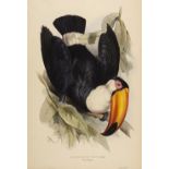 * Lear (Edward, 1812-1888). Ramphastos Toco, 1834