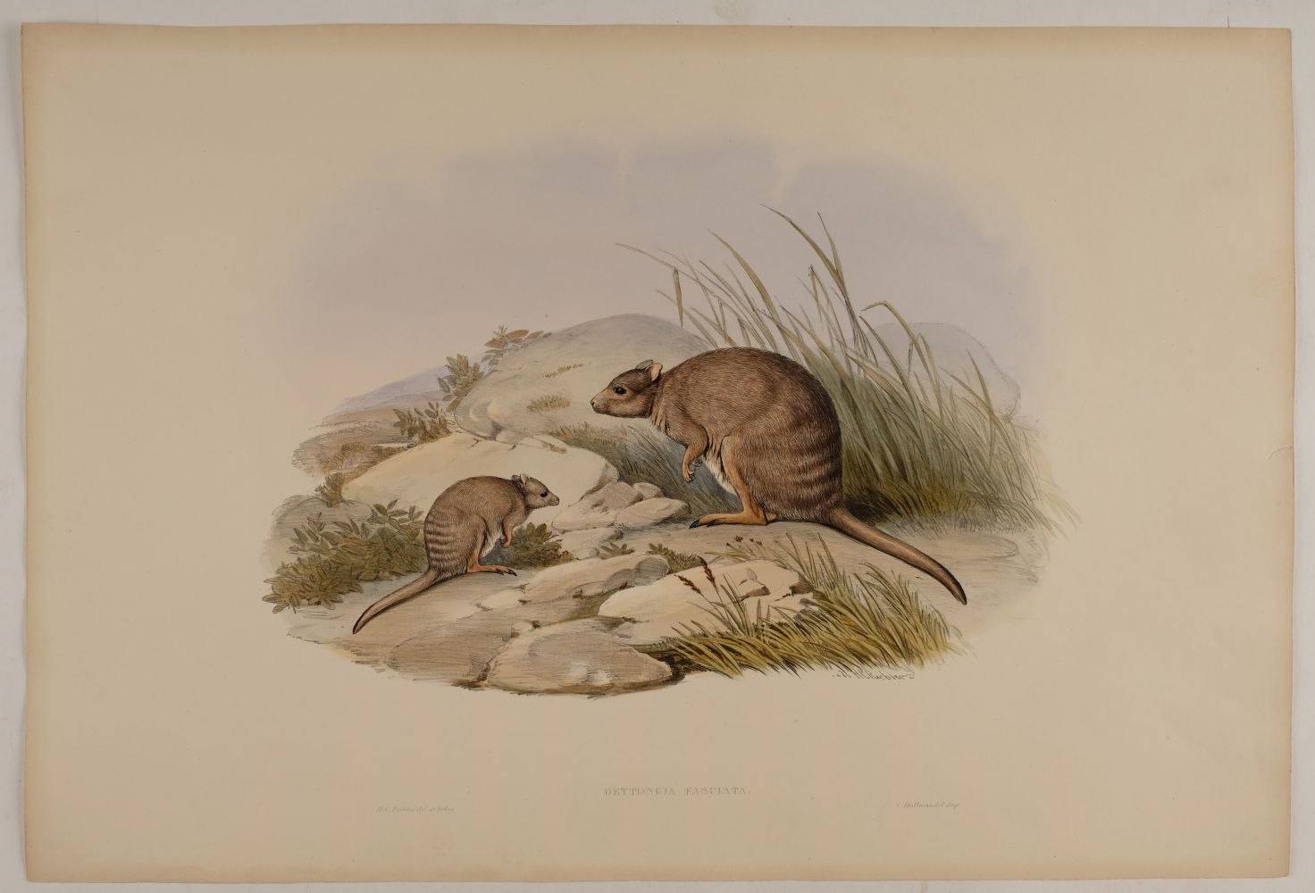 * Gould (John, 1804-1881). Lagorchestes Conspicillata (Spectacled Hare Kangaroo) - Image 3 of 3