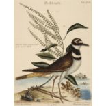 * Catesby (Mark). A collection of nine engravings of birds, circa 1777