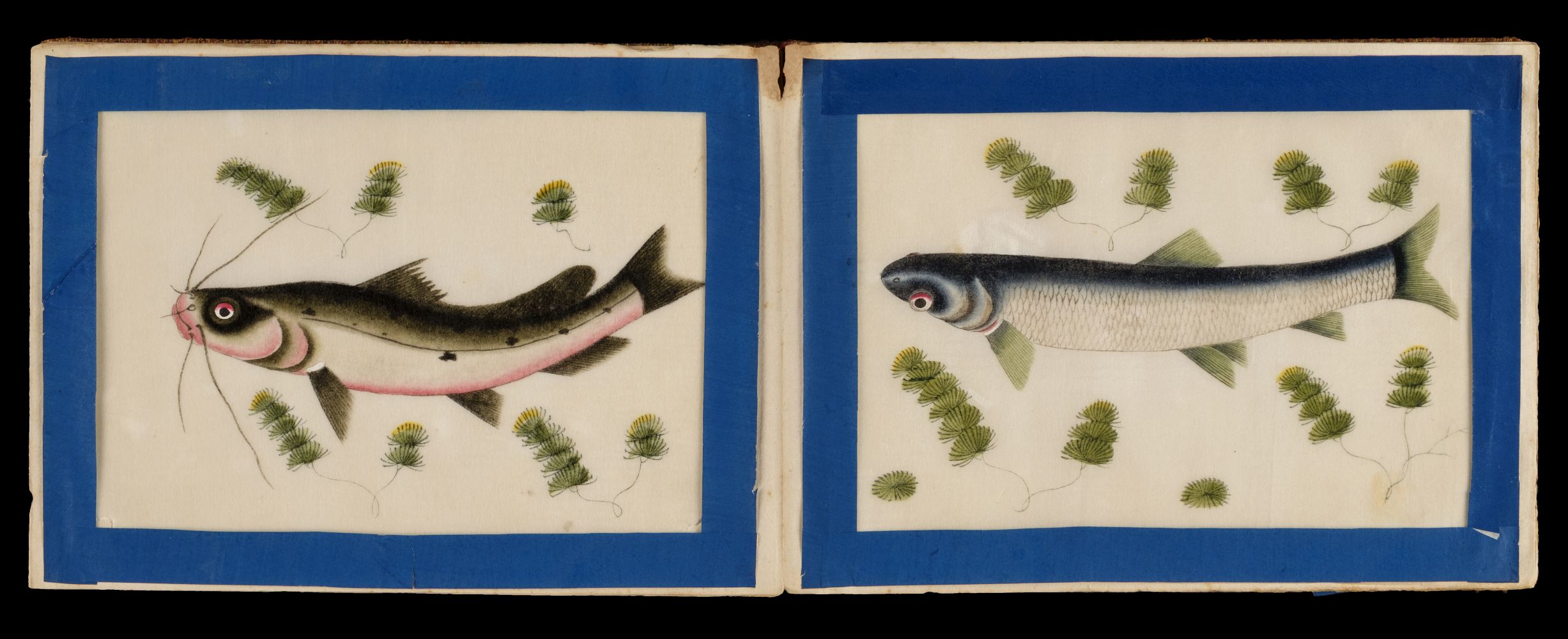 Chinese pith paintings. An album of twelve paintings of fish, circa 1850