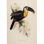 * Lear (Edward, 1812-1888). Ramphastos Vitellinus, 1834