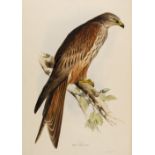 * Lear (Edward, 1812-1888). Kite (Milvus vulgaris), 1832-7