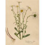 * Botanical study. Leucanthemum vulgare, France, later 19th century