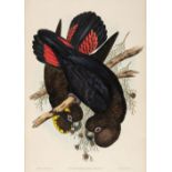 * Gould (John, 1804-1881). Calyptorhynchus Leachii (Leach's Cockatoo), 1848