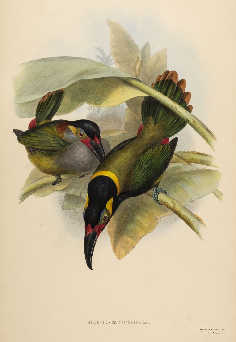 * Gould (John). Selenidera Piperivora (Guyana Toucanet), 1834