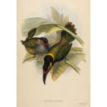 * Gould (John). Selenidera Piperivora (Guyana Toucanet), 1834