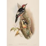 * Gould (John, 1804-1881). Picus Insularis (Formosan Spotted Woodpecker)