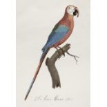 * Barraband (Jacques, 1767-1809). Seven hand-coloured engraved illustrations of parrots