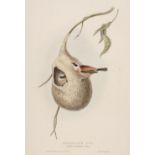 * Gould (J. & E.). Ten lithographs originally published in 'The Birds of Europe', 1832 - 37