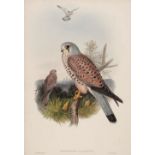 * Gould (J., Wolf J. & Richter H. C.). Tinnunculus Alaudarius, 1862 - 73