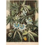 * Thornton (Dr Robert, publisher). The Blue Passion Flower, 1800