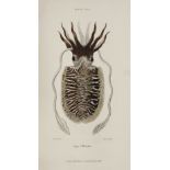 Forbes (Edward). A History of British Mollusca, 1st edition, large-paper issue, 1853, & 2 others