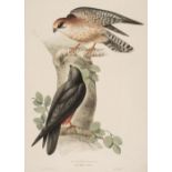 * Gould (J. & E.). Red Footed Falcon & Lesser Kestril, 1832 - 37
