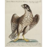 * Manetti (Saverio). Three plates from Ornithologia methodice digesta, 1766-76