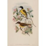 * Gould (J. & Hart W.), Six lithographs from The Birds of New Guinea, 1875 - 88