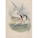 * Gould (John, 1804-1881). Three hand-coloured lithographs, circa 1832-63