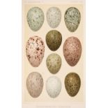 Oates (Eugene W.) Catalogue of the Birds' Eggs in the British Museum, 1st edition, 1901-12