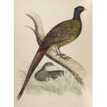 Morris (Beverley R.) British Game Birds and Wildfowl, 1st edition, 1855