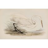 * Lear (Edward). Great Egret & Little Egret, 1832 - 37