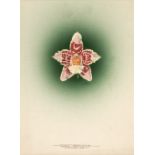 * Orchid Watercolours. Bolas (Frederick William, 1871-1951).