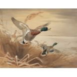 * Harrison (John Cyril, 1898 - 1985). Mallard Ducks Taking Flight, 1921