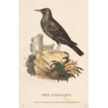 Syme (Patrick). A Treatise on British Song-Birds, 1st edition, 1823, & 7 others