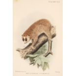 Bonhote (J. Lewis). 'Papers on Mammals & Birds', 1895-1911, & other periodicals
