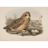 * Gould (John, 1804-1881). 4 hand-coloured lithographs from Birds of Great Britain & Century of Bird