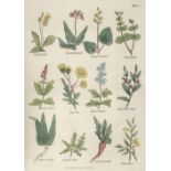 Culpeper (Nicholas). The British Herbal and Family Physician, Halifax: M. Garlick, [1816?]