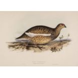 * Lear (Edward). Rock Ptarmigan. Lagopus rupestris, 1832 - 37