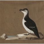 * Ornithology. Gull, by Carl Friedrich, 1814