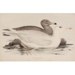 * Lear (Edward). Glaucous Gull & Audouin's Gull, 1832 - 37