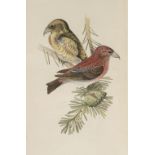 Meyer (Henry Leonard). Coloured Illustrations of British Birds and their Eggs, 7 volumes, 1842-57