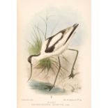 Balston (R. J.). Notes on the Birds of Kent, 1st edition, 1907, plates by Smit, & approx. 40 others