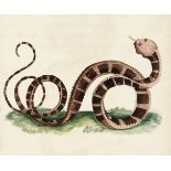 * Indian snakes. Six watercolour studies of Indian snakes, circa 1850