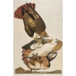 * Audubon (J. J.). Red Tailed Hawk. Male 1. F. 2. Falco Borealis, 1829
