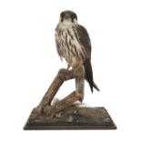 * Taxidermy. Hobby (female) attributed to Rowland Ward Ltd, 1911