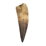 * Spinosaurus Tooth.