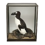 * Taxidermy. Great auk replica by Rowland Ward Ltd for Vivian Hewitt, 1922