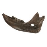 * Woolly Rhino Jaw.