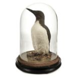 * Taxidermy. Black guillemot by E. T. Clarke, 1913, guillemot, and little auk